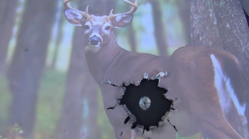 deer photo with a bullet hole